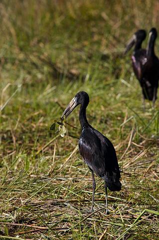 098 Okavango Delta, afrikaanse gaper.jpg